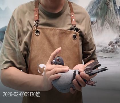 福雷迪.范西冠军家族代表