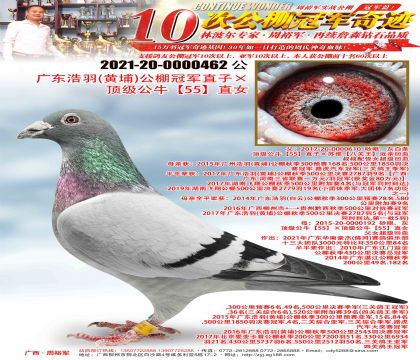 �㶫���𣨻��ң�����ھ�ֱ�ӡ�������ţ��55��ֱŮ