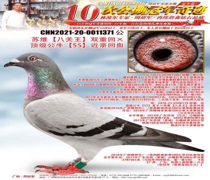 ��ά���˹�����˫�ػء�������ţ��55�����׻�Ѫ