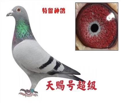 ���游
