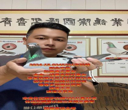 奶酪鹰王直女!本舍一线黄金金母