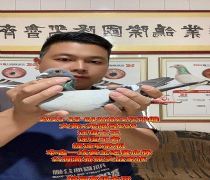 大奔直子x无限号288!速度高级完美金母
