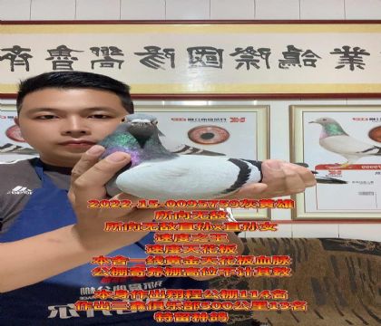 本舍一线天花板血脉!所向无敌高级种雄
