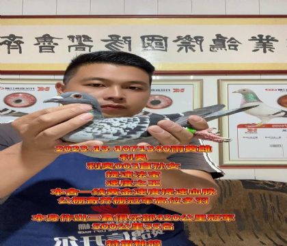 提速法宝!利奥003直子x杨孙女回血金母