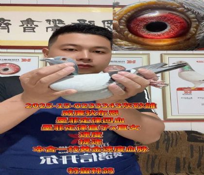 墨菲定律直子x直女!提速小金母