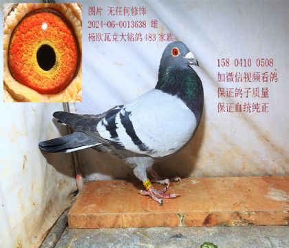 ��ŷ�߿� �۸�3638