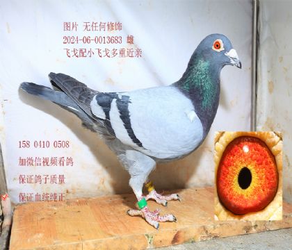С�ɸ���ɸ� �۸�3683