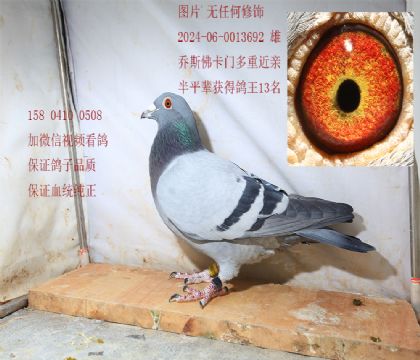 ��˹���� Ұ���Ž��� �۸�692