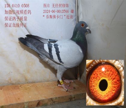 ��˹���� �۸�766