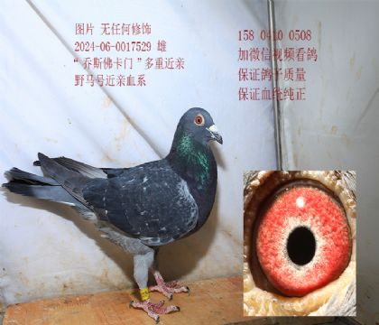 ��˹���� �۸�529