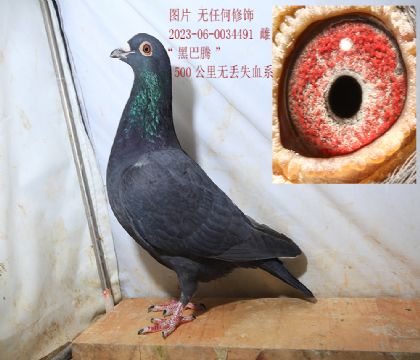 ���衰�ڰ��ڡ��Ƹ�491