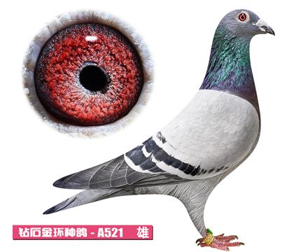 ��˹��-��������A521