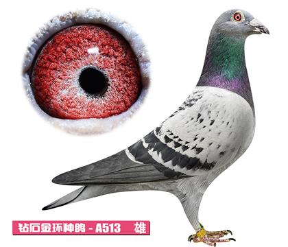 ����-����ƥ��A513