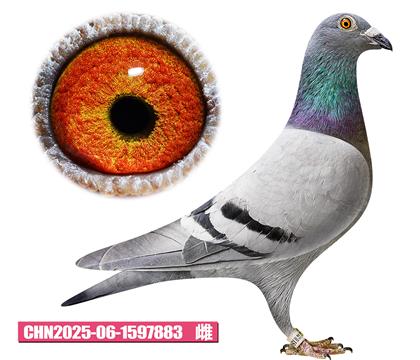 ������-�޵й���883
