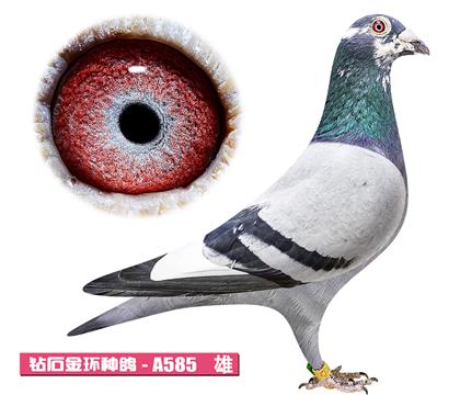 ���ǲ���-���ض�A585