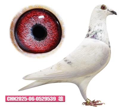 ����˹-���ض�539