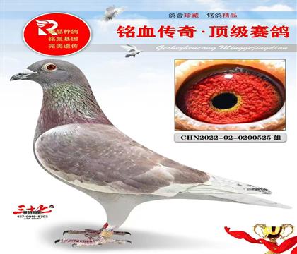 �����Ӯ����˹��˹С����525