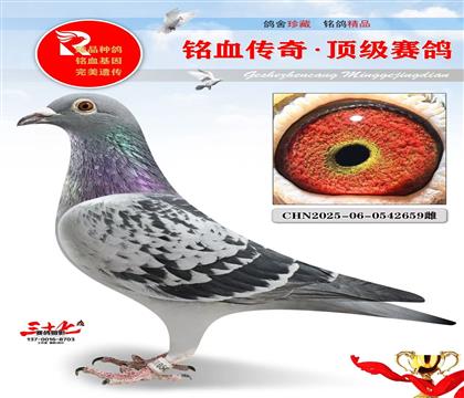 ��Ӧ�ݺں�����Ѫ