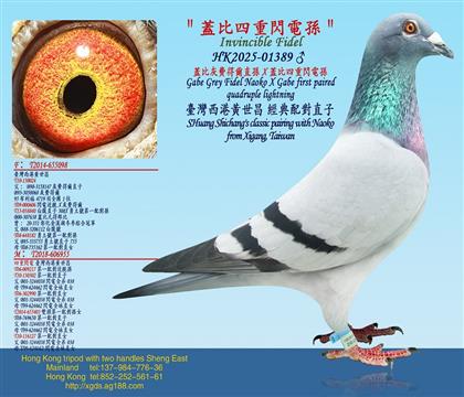 �w�Ȼ��M�à�ֱ�OX�w�������W늌O