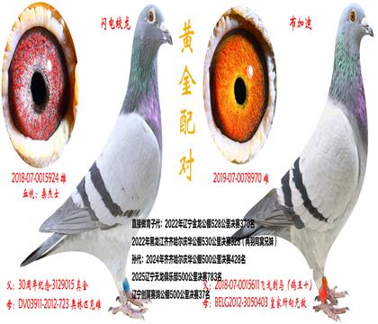 �ƽ����