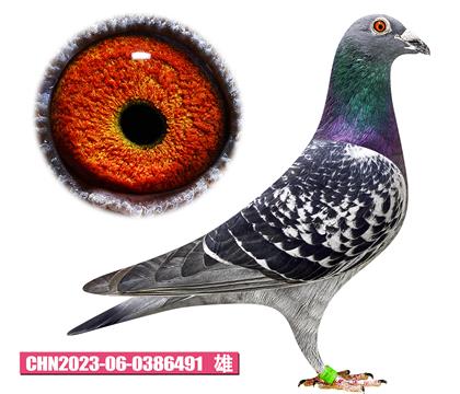 ��˹��ɭ-�����޵�491