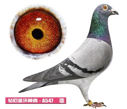��˹��-����С��A547