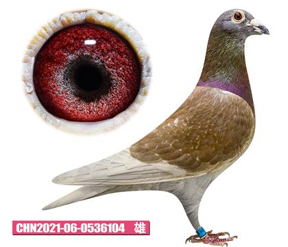 范登布克-新红先生104