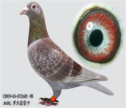 �޽ܸ��׿�