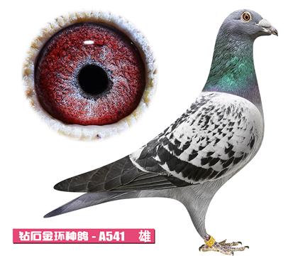����-����ƥ��A541