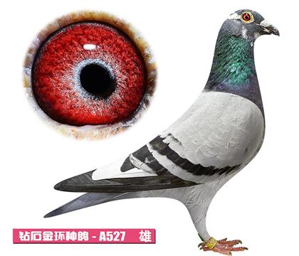 ����˹-�����A527