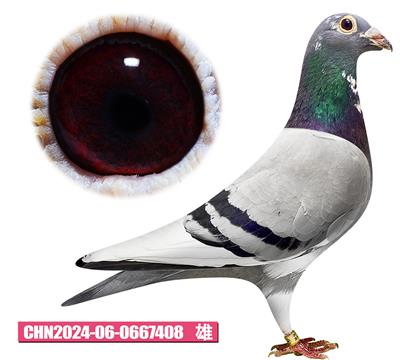 ���ǲ���-���ض�408