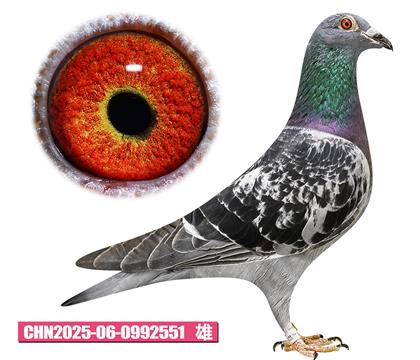 ����˹-��ѻ��ض�551