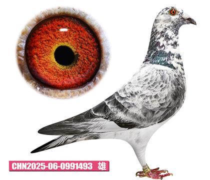 ���ǲ�����-�û�493
