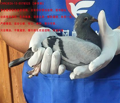 �ǱȻ�Ѫ