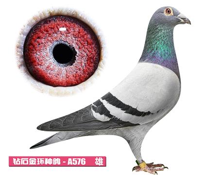 ����-����ƥ��A576