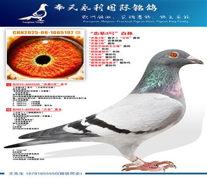 “杰基3号”近亲回血“杰基3号”直子ד兰吉”直女