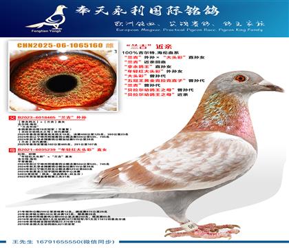 “兰吉”外孙ד大头彩”直孙女 “兰吉”近亲回血 “拿永鸽王