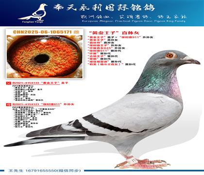 “黄金王子”直孙女 “霸丝特”直孙女 “保时捷王子”外孙女