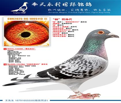 “杨”直孙ד奧林匹克003”直孙女 “跛脚雄”全姊妹外孙