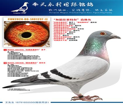 “灰最佳基特尔”直子ד最佳基特尔”直孙女 “灰最佳基特尔”