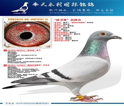 “秘书处”直子ד奥林匹克飓风”外孙女 “秘书处”直孙女 “