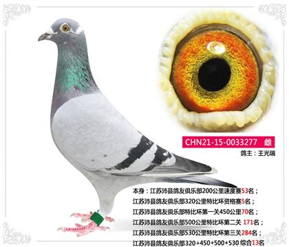 江苏沛县鸽友俱乐部四关综合13名 雌