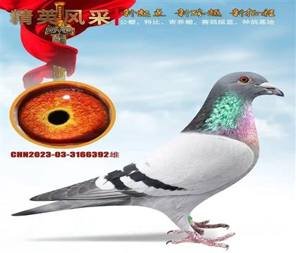 ����ǧ����塢ʵսѪ��