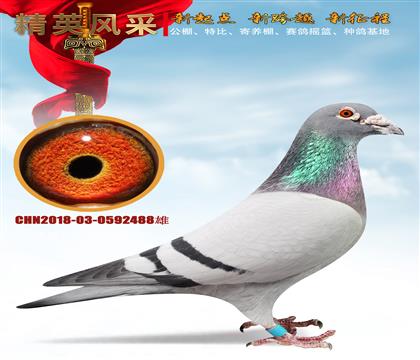 ȫ����ս����塢�ھ�ƽ����ѫ����