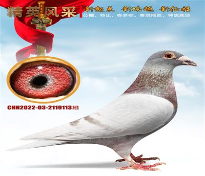�����ھ������پ���ֱ�ӡ�ñ��Ϸ������