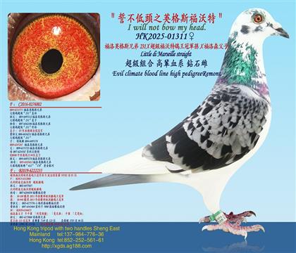 ����Ӣ��˹�ֵ�231X����������������܊�OX����ɭ����