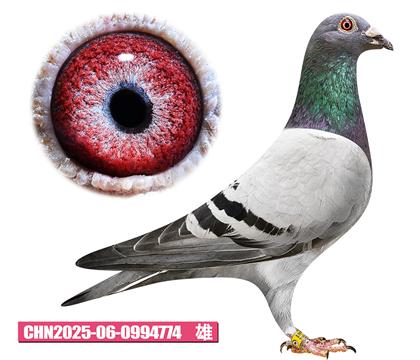 ��������-³��774