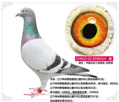 北京三宝鸽舍-辽宁神州辉煌赛鸽公棚550公里加站赛1557名