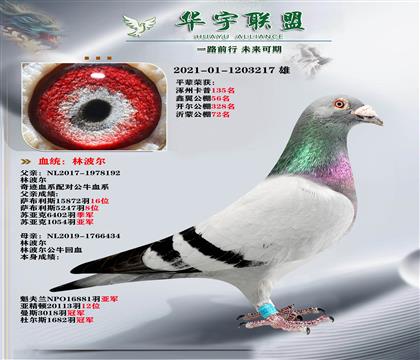 速度之王 林波尔 公牛号X奇迹号 超级种鸽