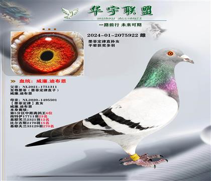 威廉迪布恩 至尊墨菲X墨菲定律直女